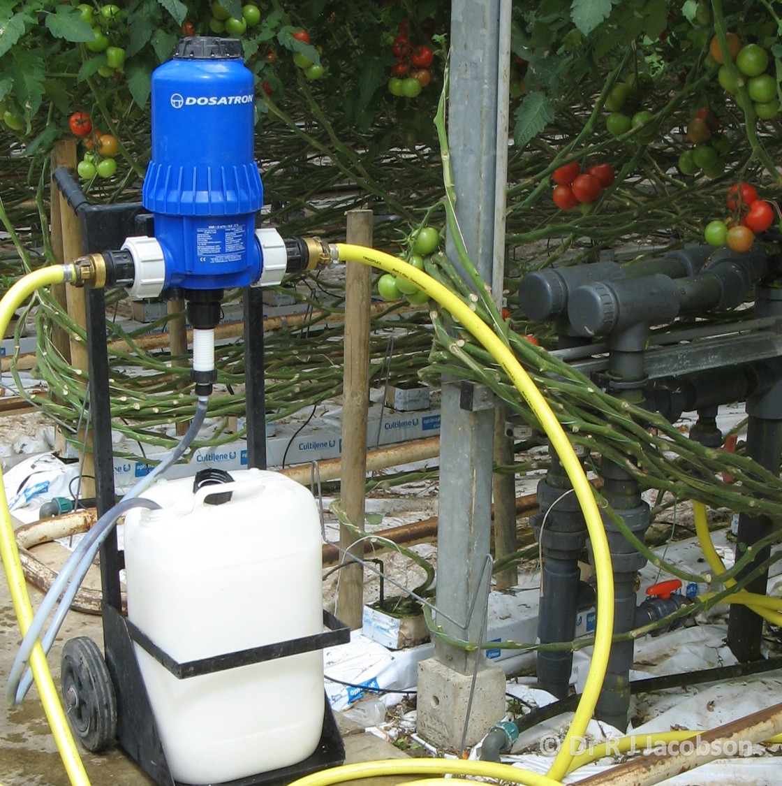 Spinosad irrigation. Copyright of Dr R J Jacobson (RJC Ltd).